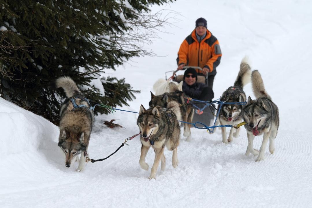 Sled dogs in Saint-Cergue