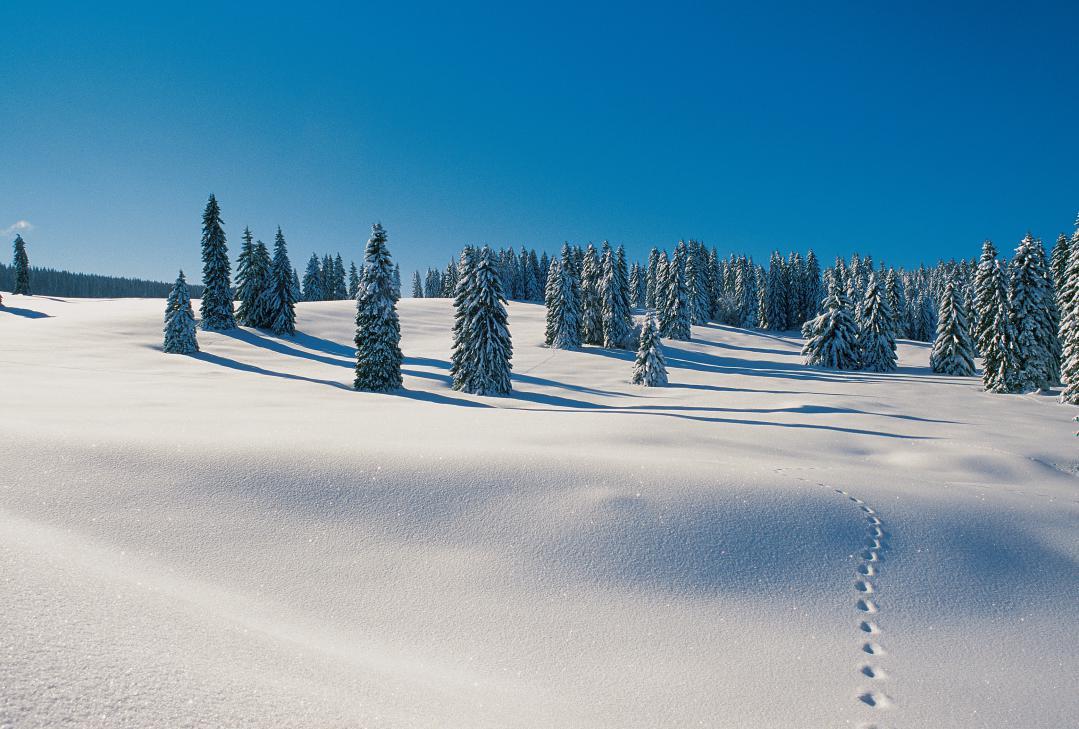 Snow-shoeing - Vallée de Joux