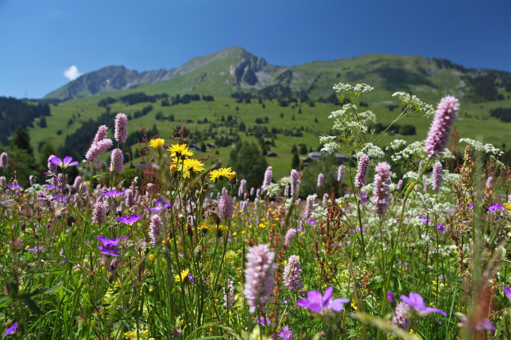 Regional Nature Park - flowers with mountains - summer - Les Mosses