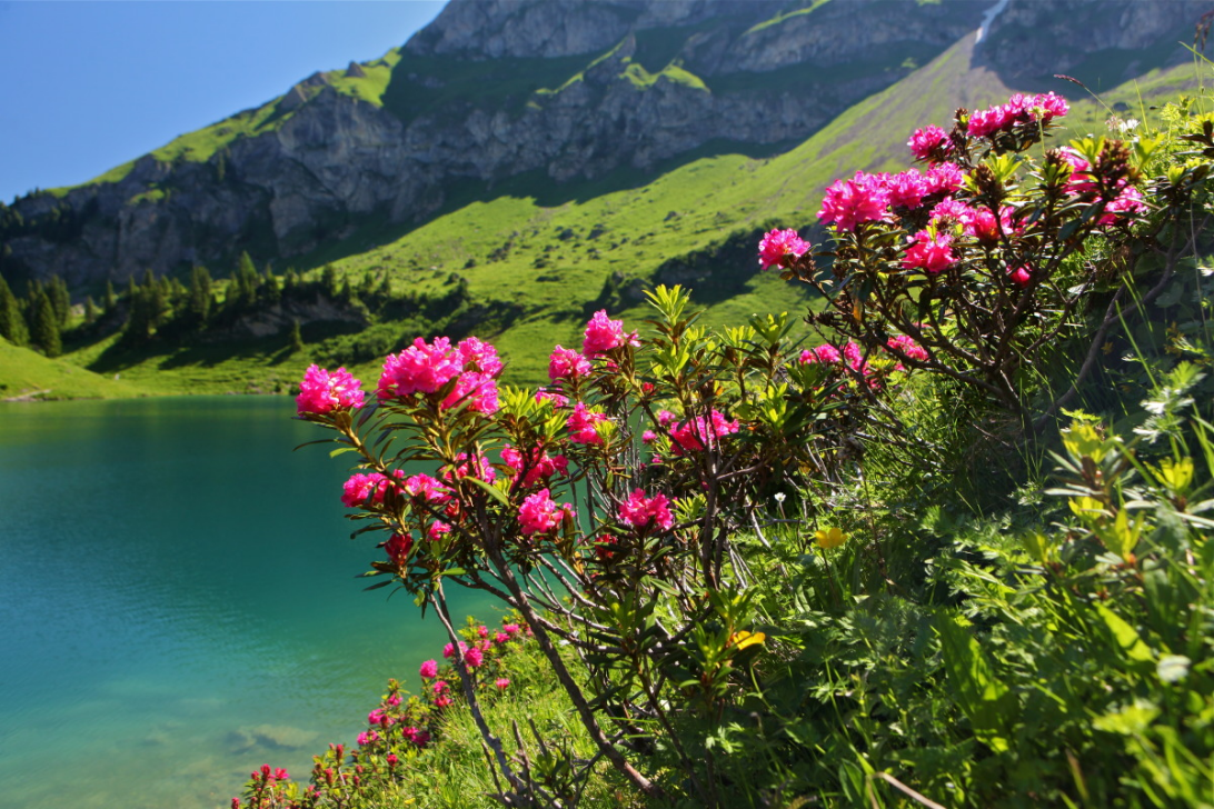 Lac Lioson avec fleurs - été - Les Mosses