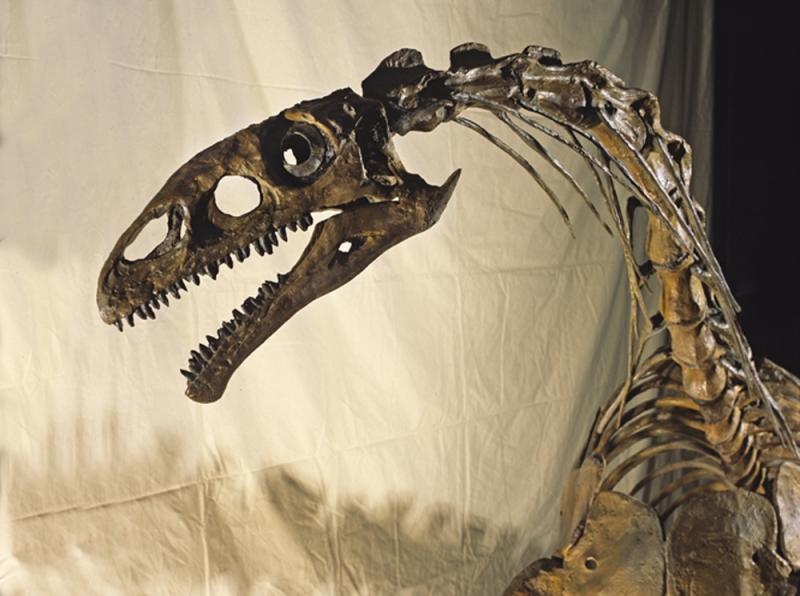 Musée cantonal de géologie - © Musée cantonal de géologie / Stefan Ansermet Musée cantonal de géologie - © Musée cantonal de géologie / Stefan Ansermet