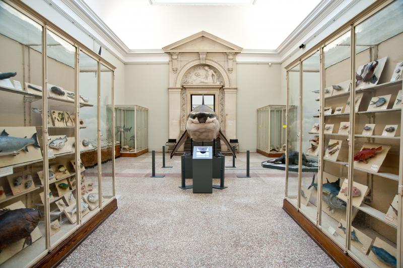 Musée cantonal de Zoologie - © Michel Krafft Musée cantonal de Zoologie - © Michel Krafft
