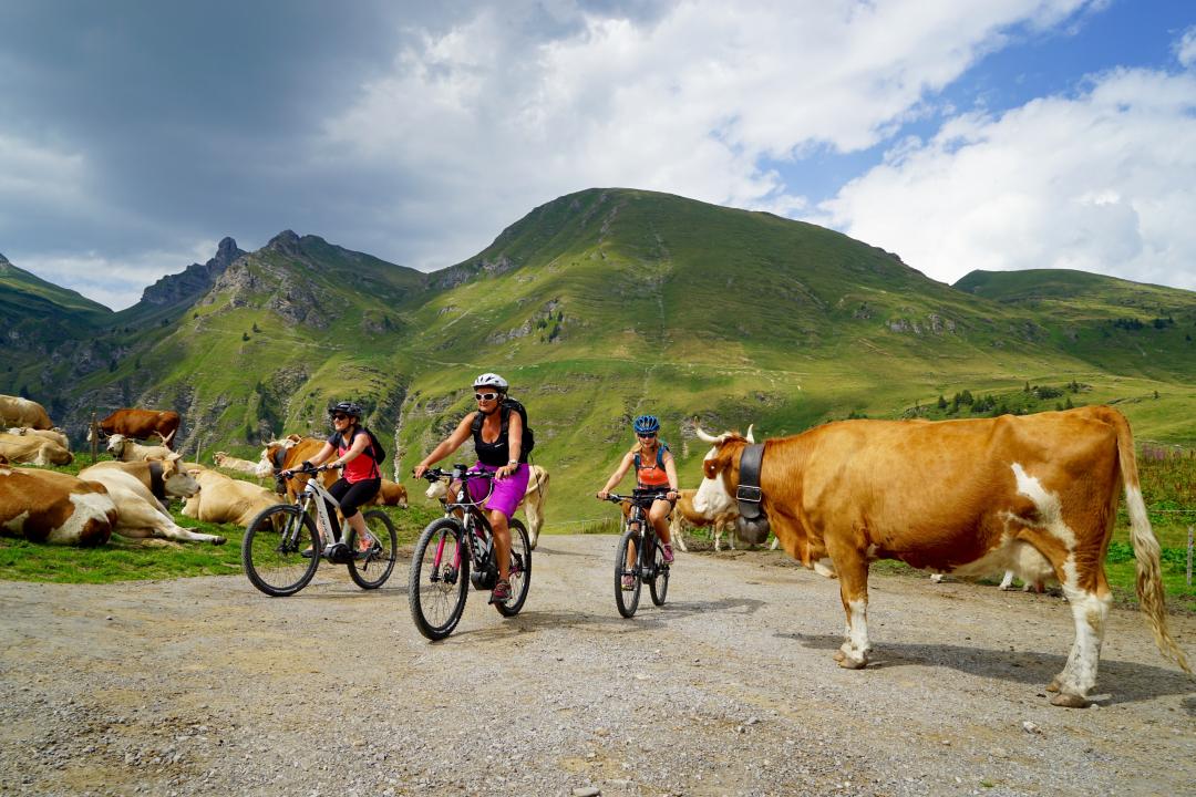 Isenau Bike
