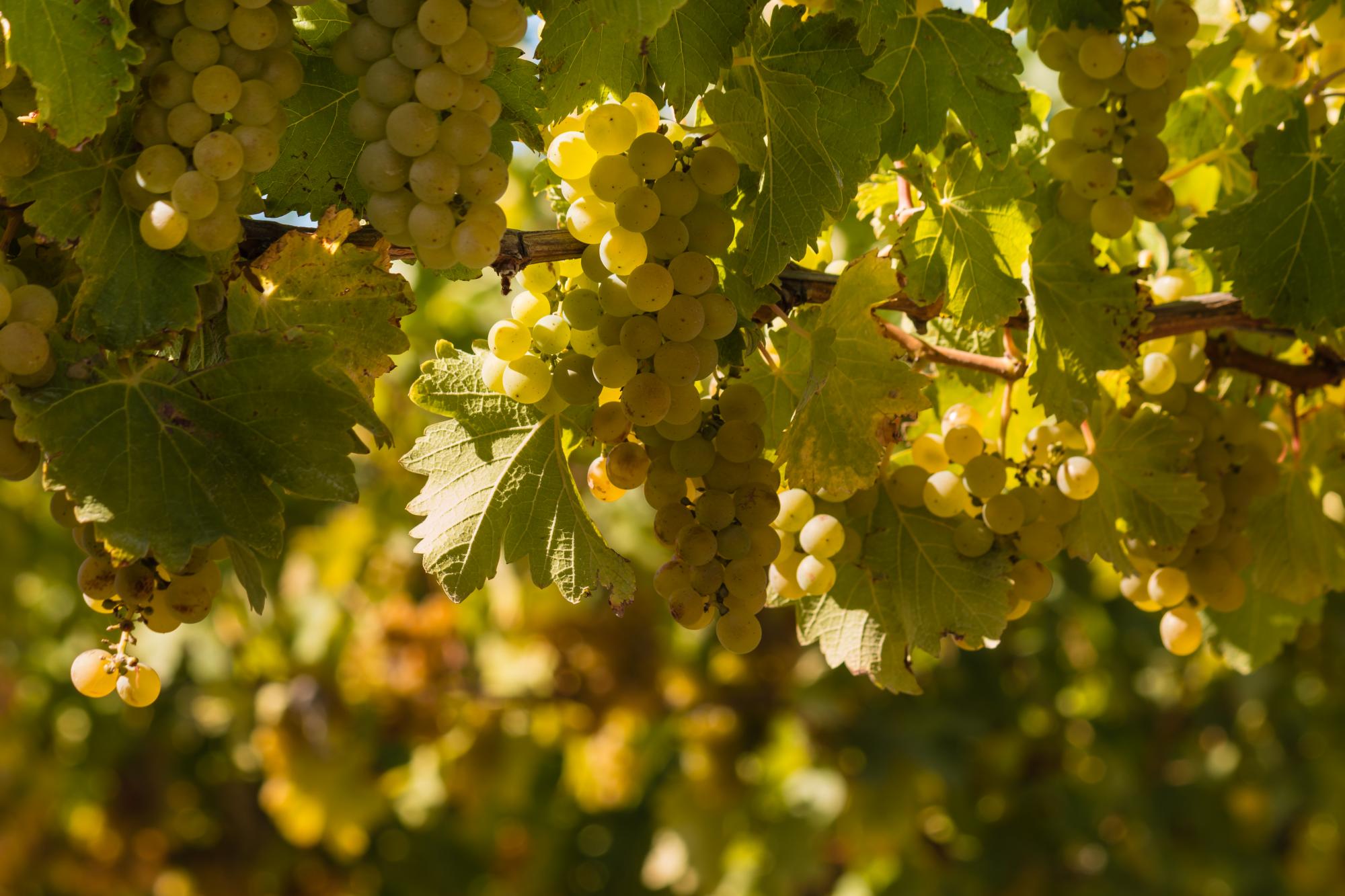 Domaine le Luissalet - wine cellar discovery