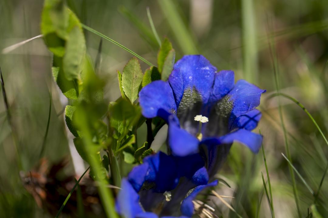 Gentiane bleue - Plantes de montagne
