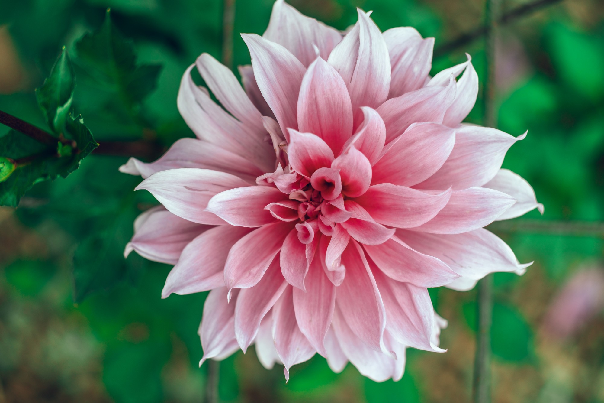 Fête du Dahlia 2021