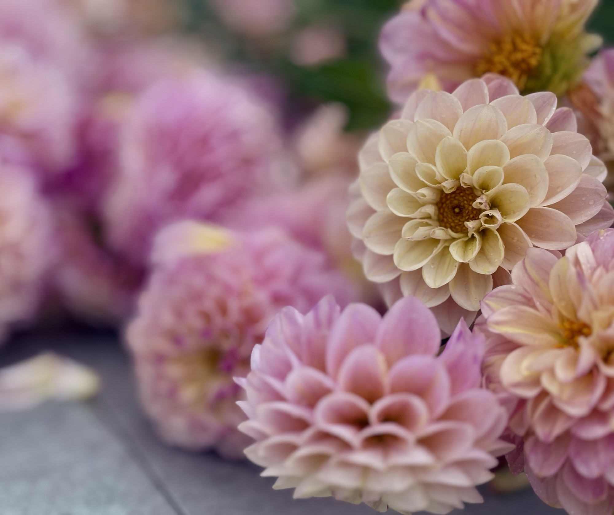 Dahlias 2025