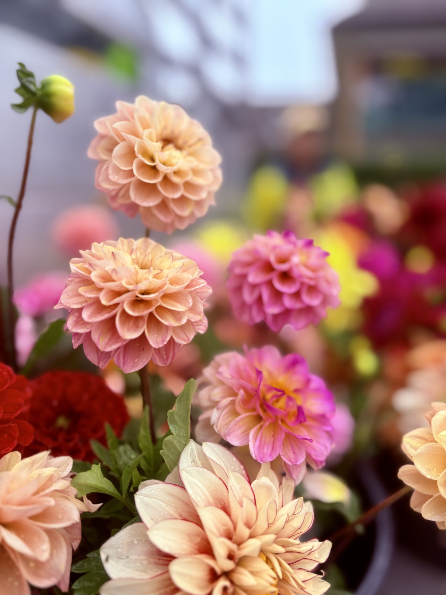 Dahlias 2025