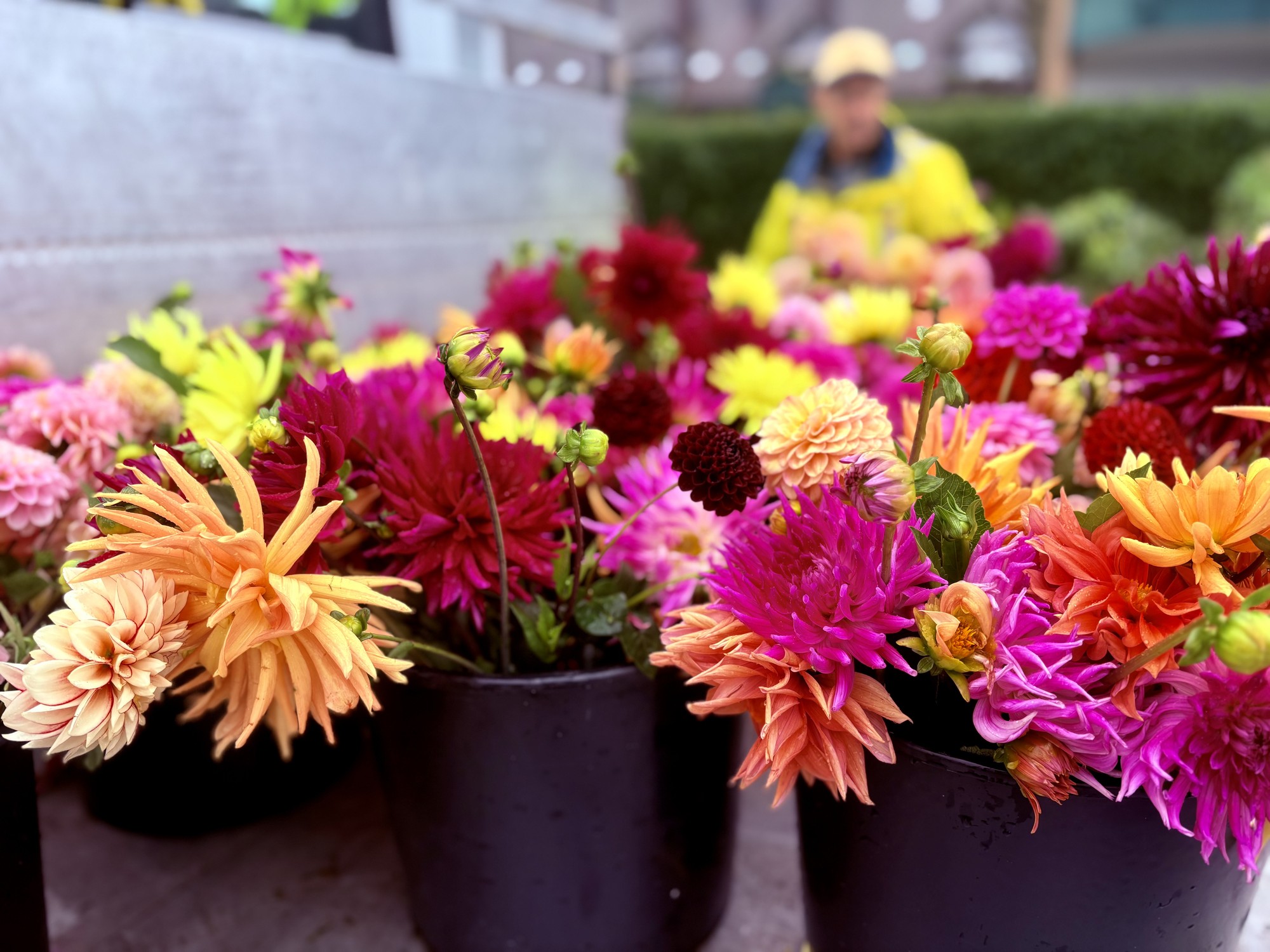 Dahlias 2025