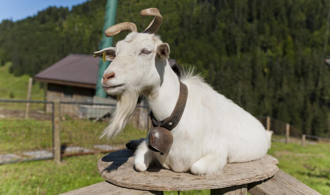Animaux de la ferme