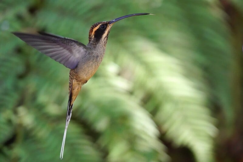 Ermite eurynome - Scaly-throated Hermit test6
