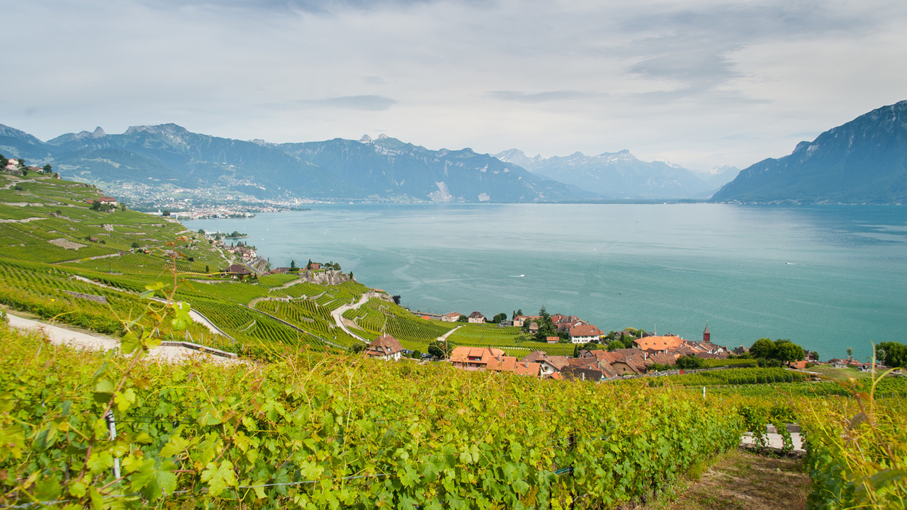 Lavaux Rivaz