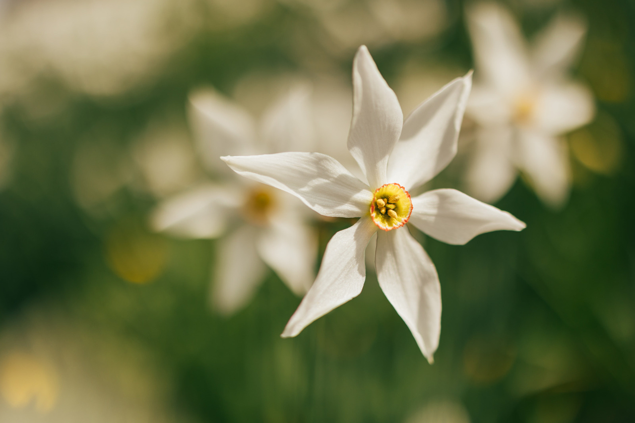 My day discovering narcissus Image