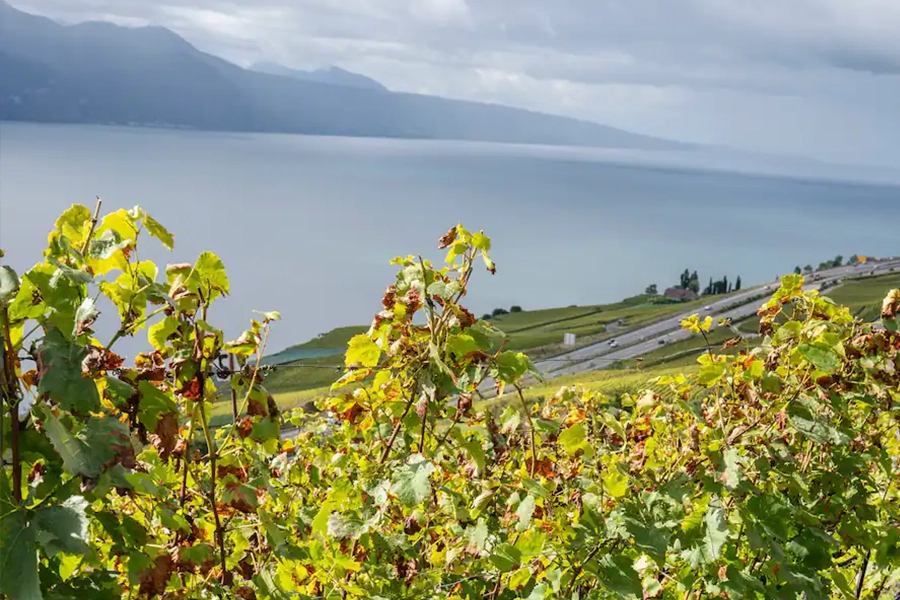 Christin Rütsche - Vignes