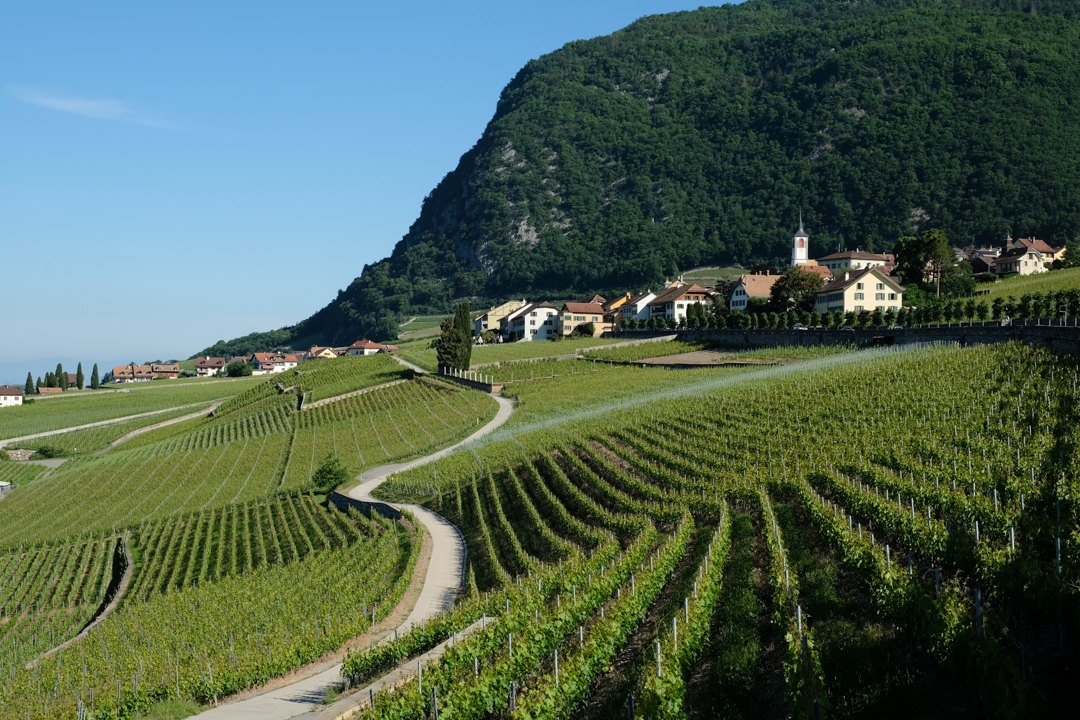 Weingut Pierre Latine
