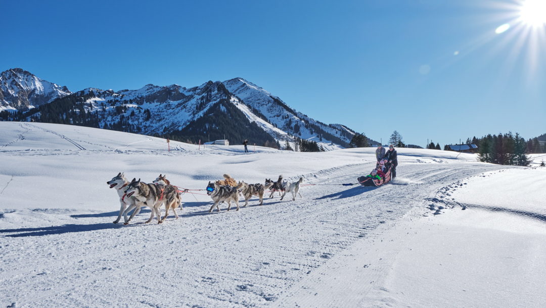 Schlittenhunde - Col des Mosses