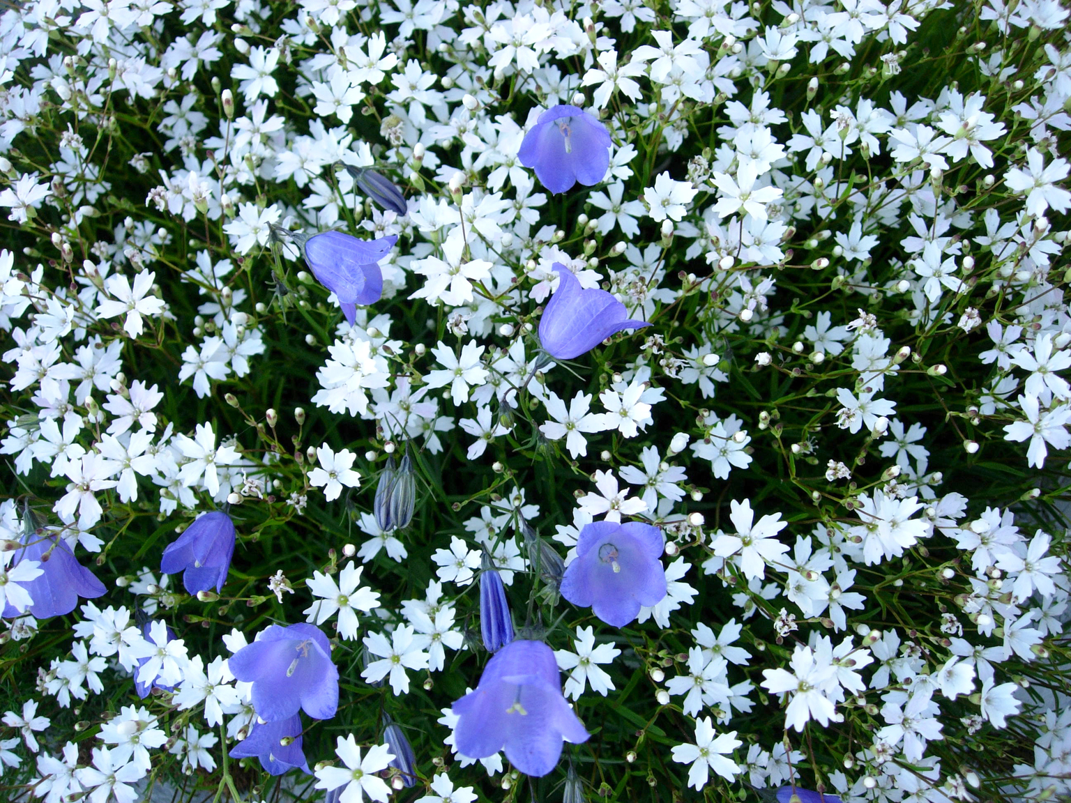 Alpengarten La Thomasia