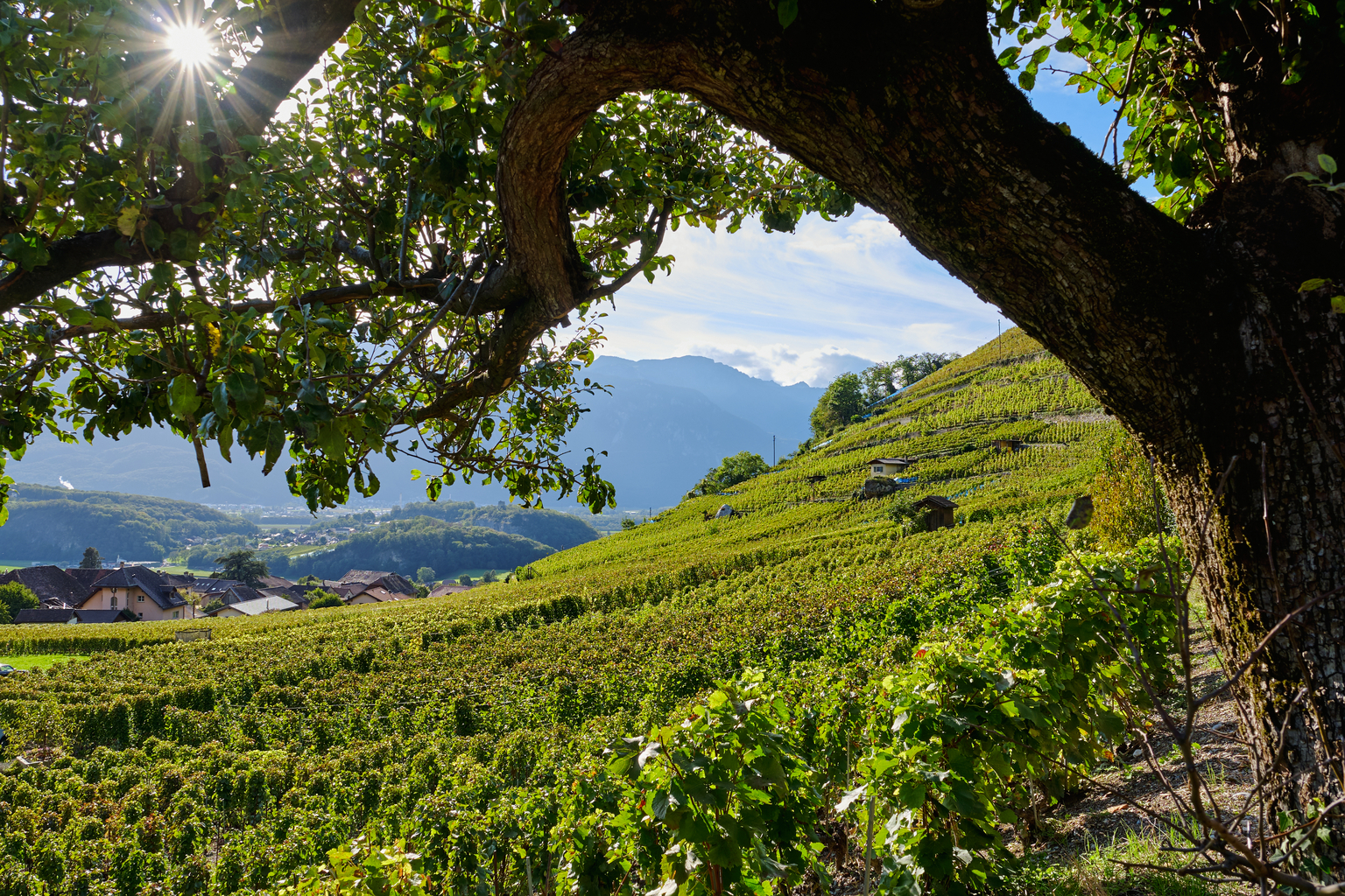 Domaine La Combaz