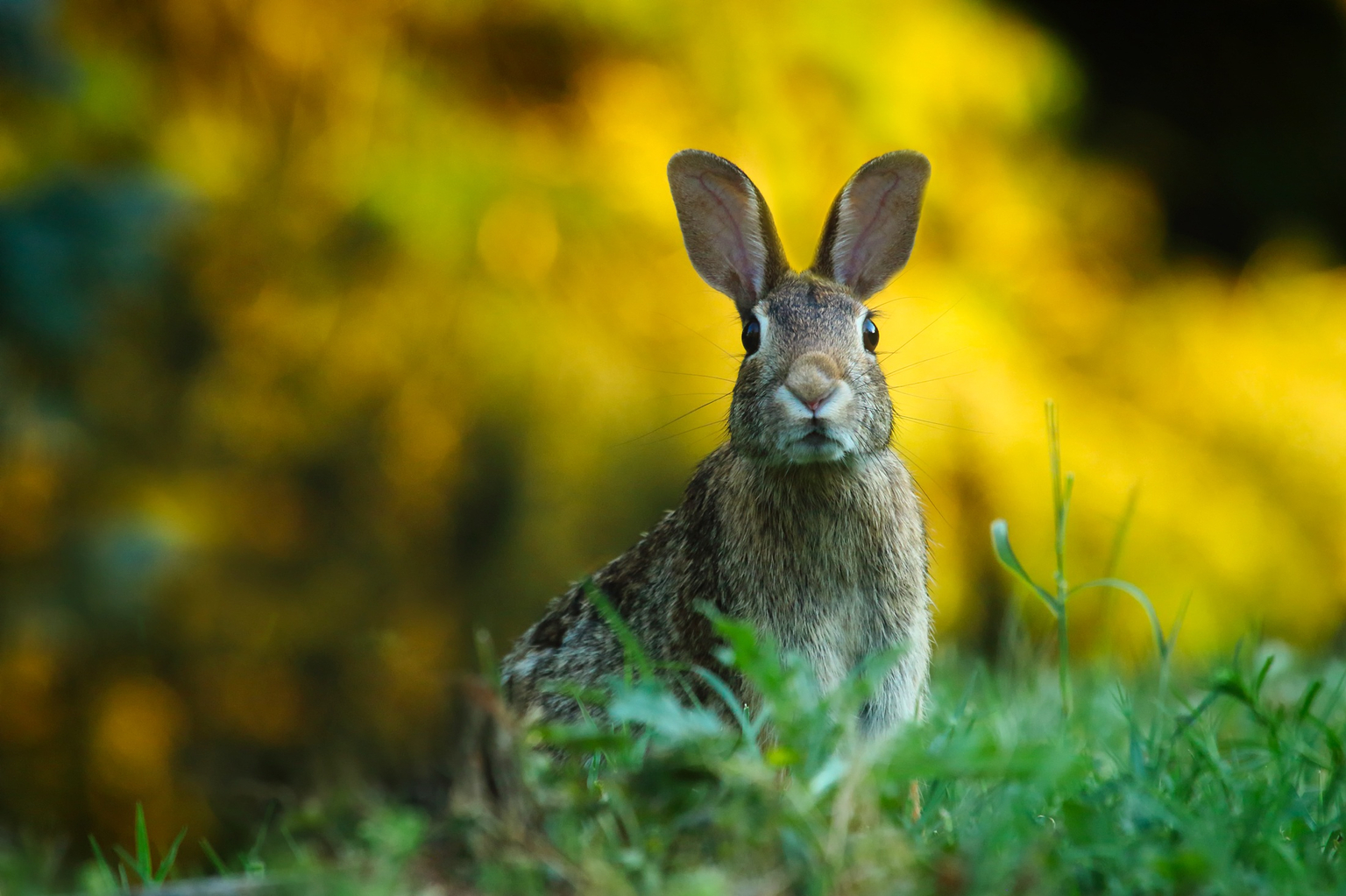 Schatzsuche – Der Hase und der Hirsch