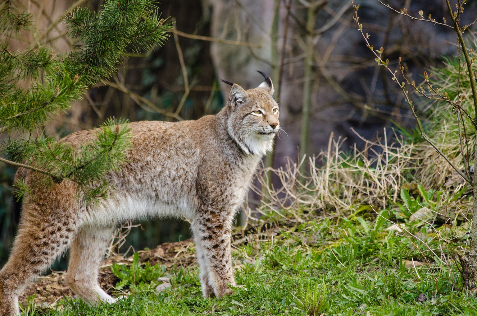 Chasse au trésor - Le lynx et la salamandre
