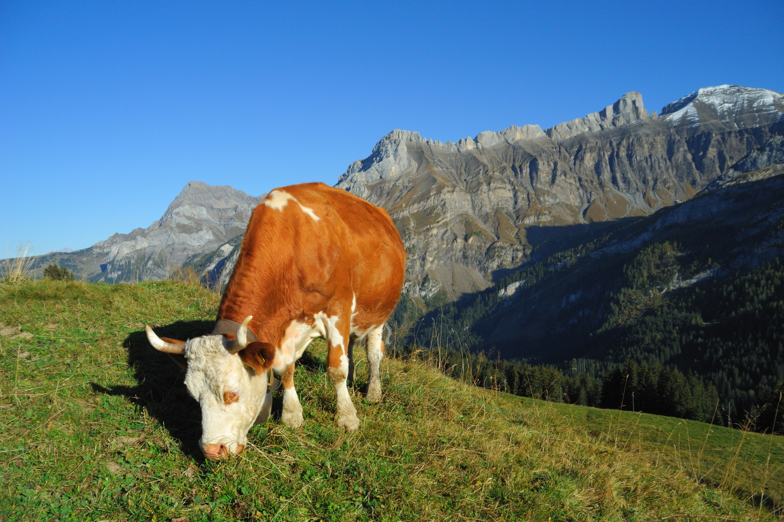 Alpage du Fond des Joux