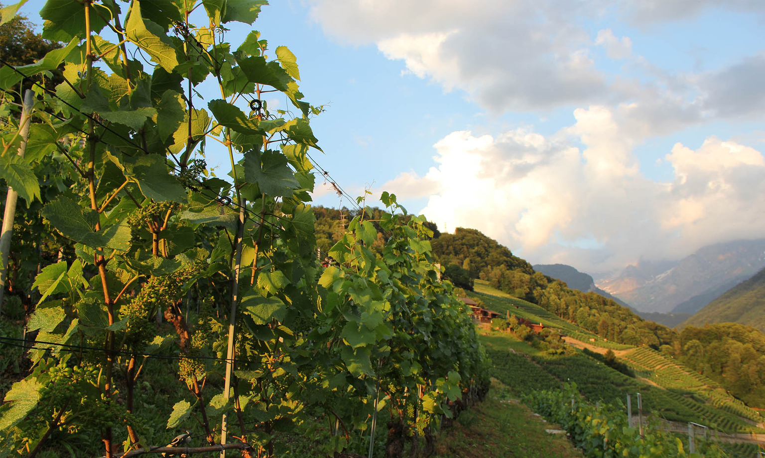 Quand la montagne descend à la vigne