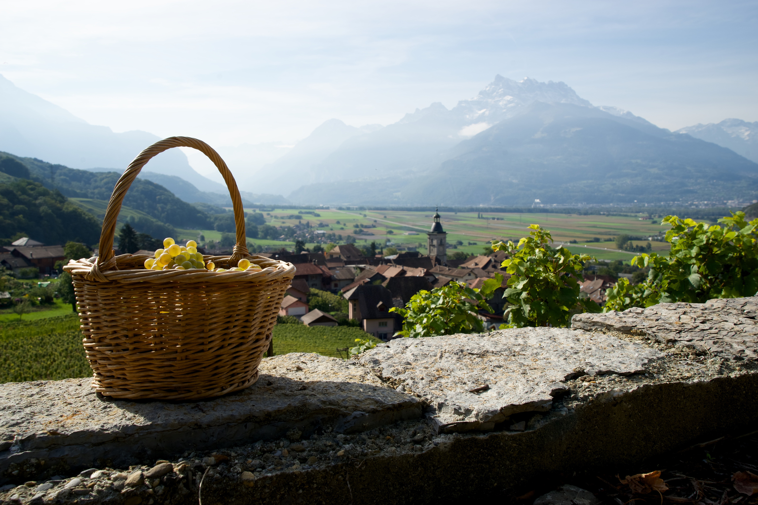 Artisans vignerons d'Ollon