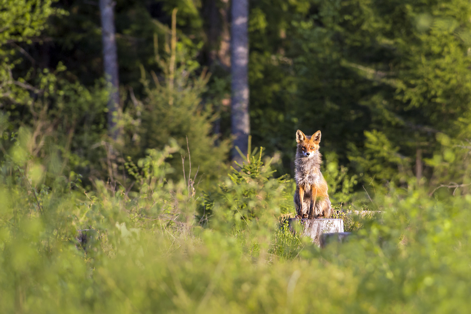 Chasses au trésor et sentiers ludiques aux Diablerets