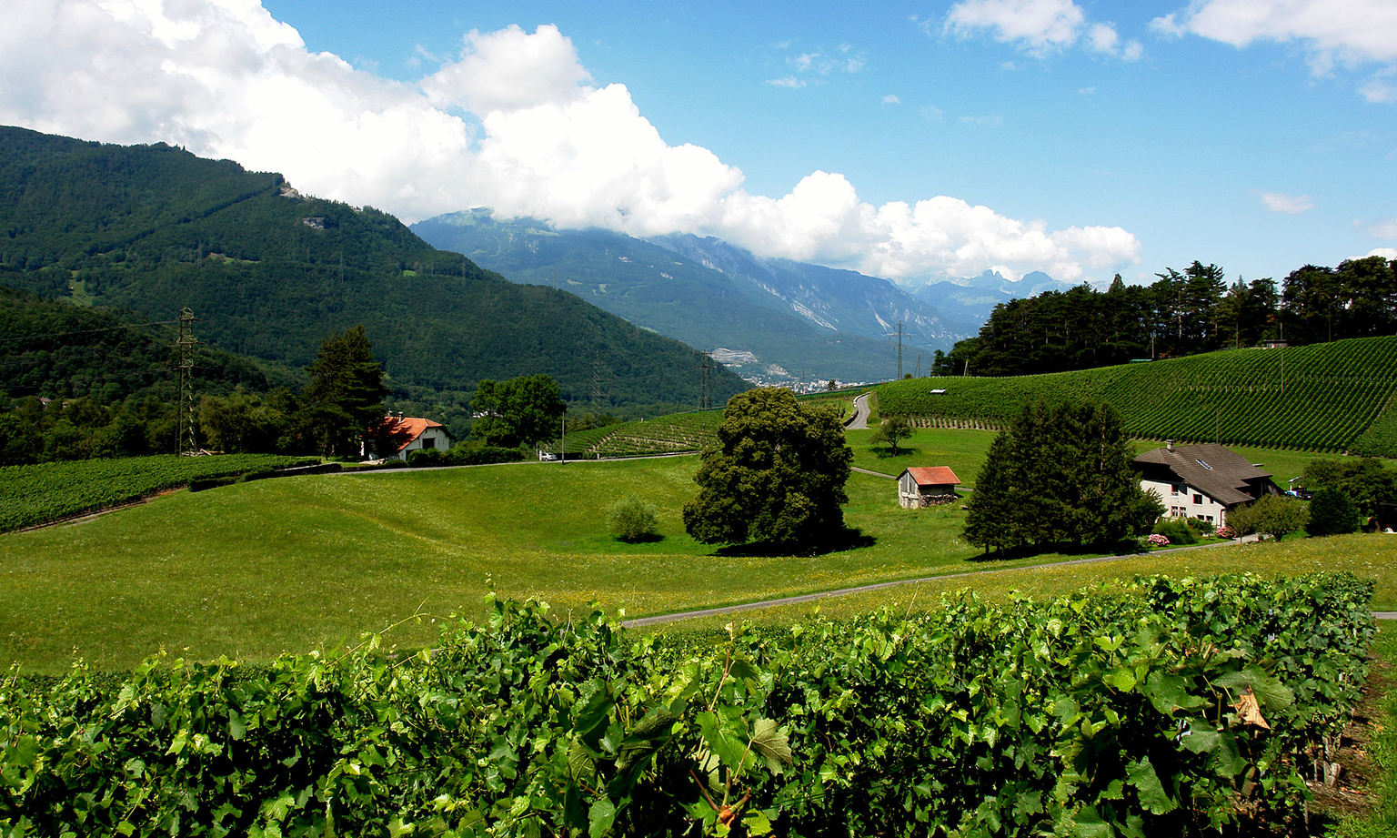Domaine Le Luissalet