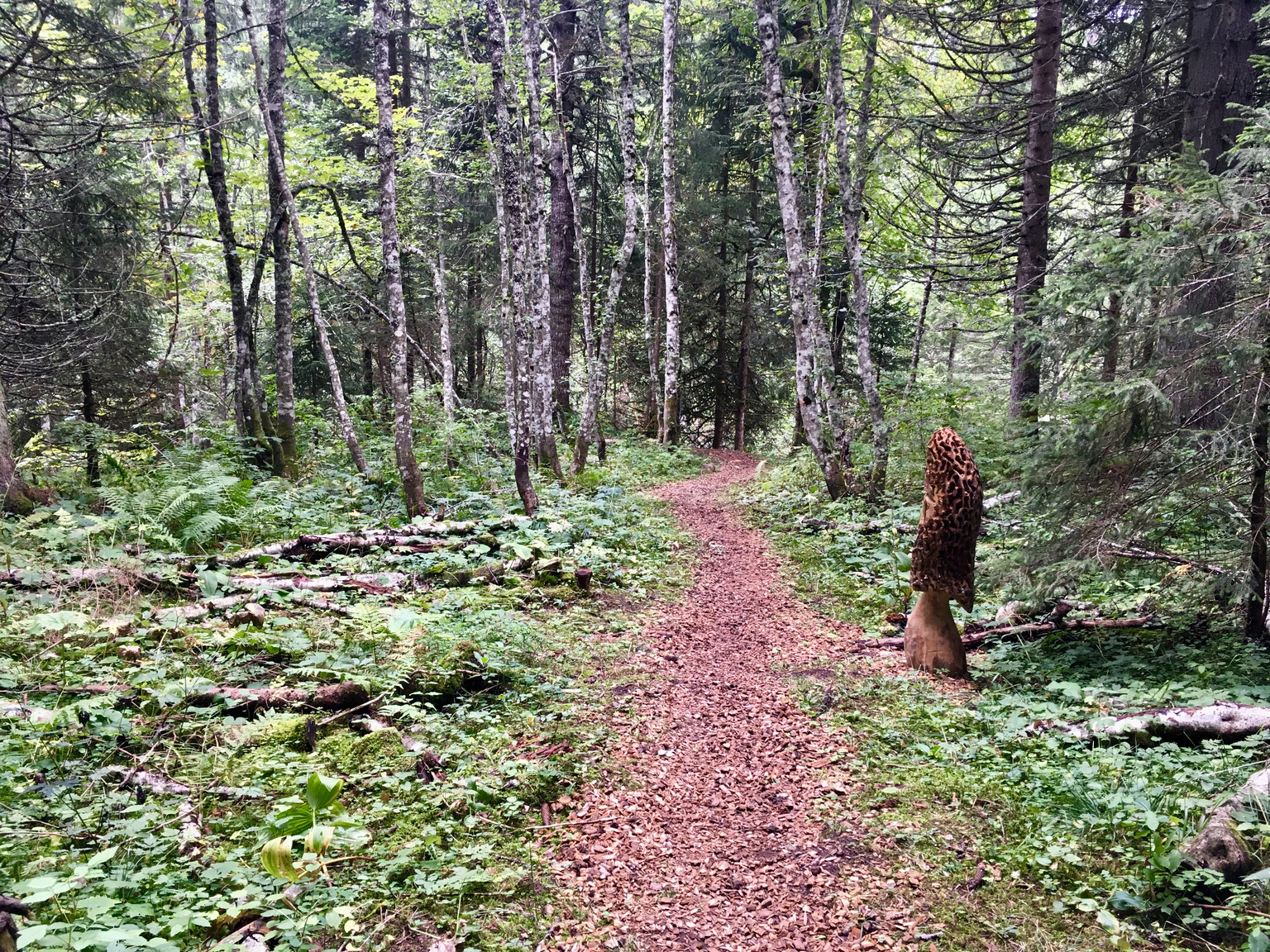 Le sentier des passerelles