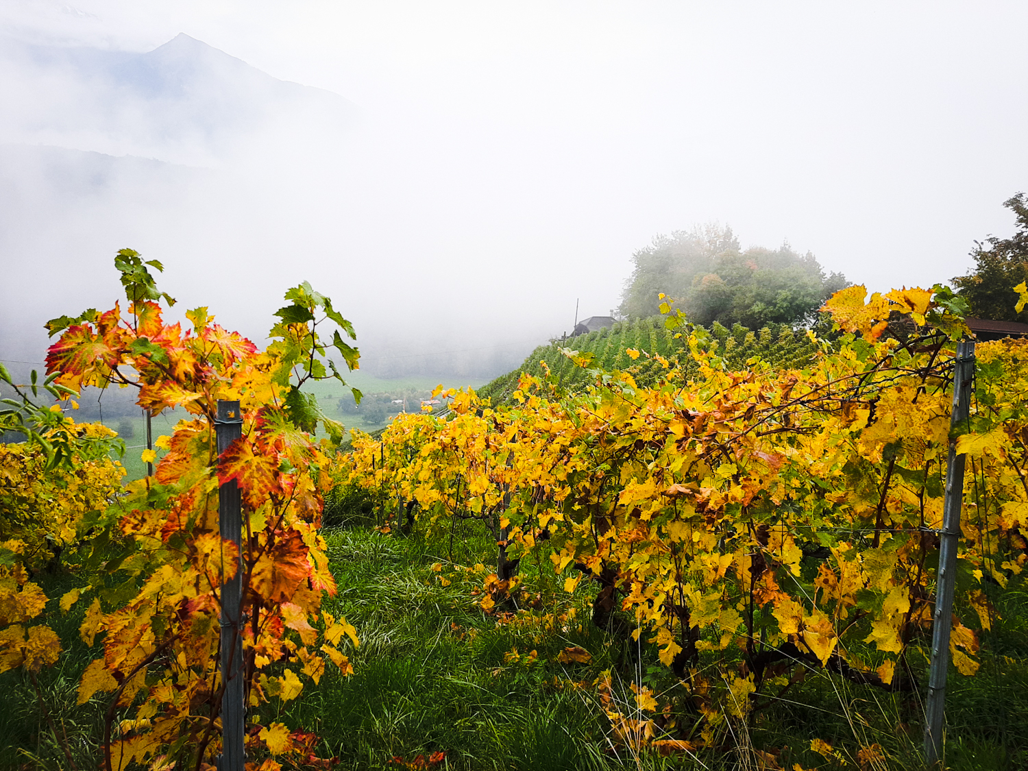 Les vignobles de Bex