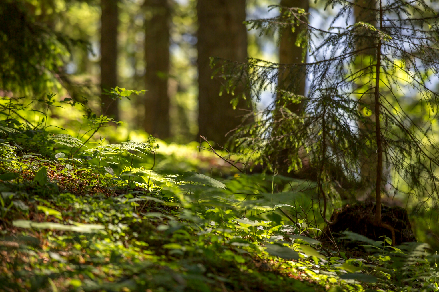 Geführte Wanderung: Der Wald und seine Geheimnisse