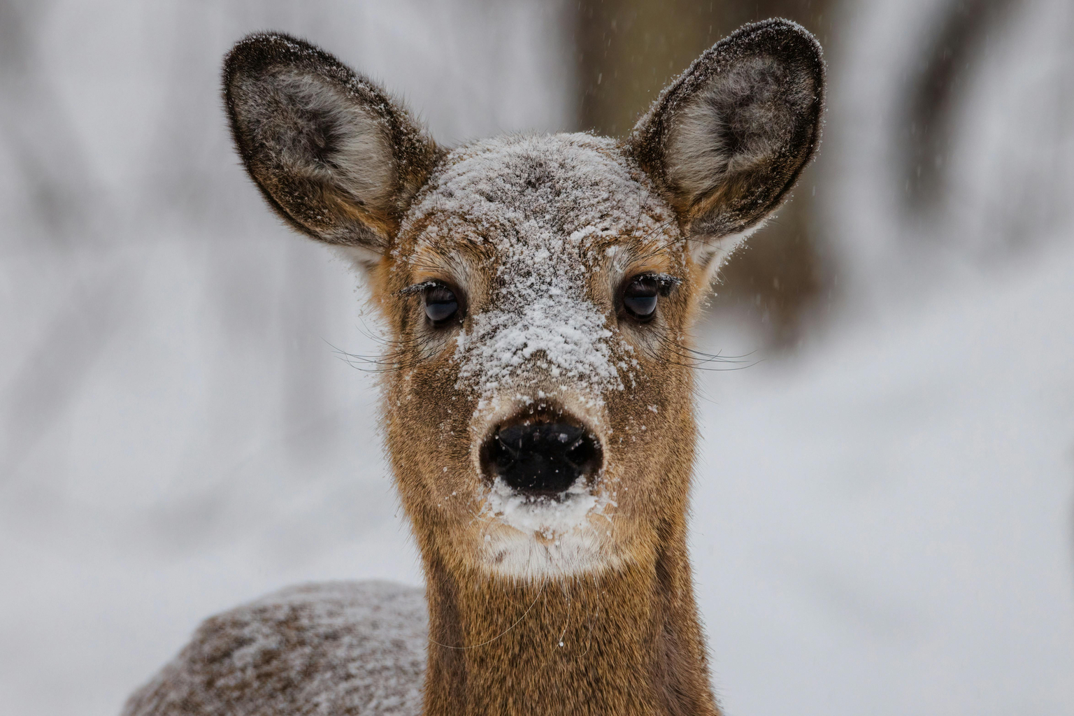 Schatzsuche – Der Hase und der Hirsch