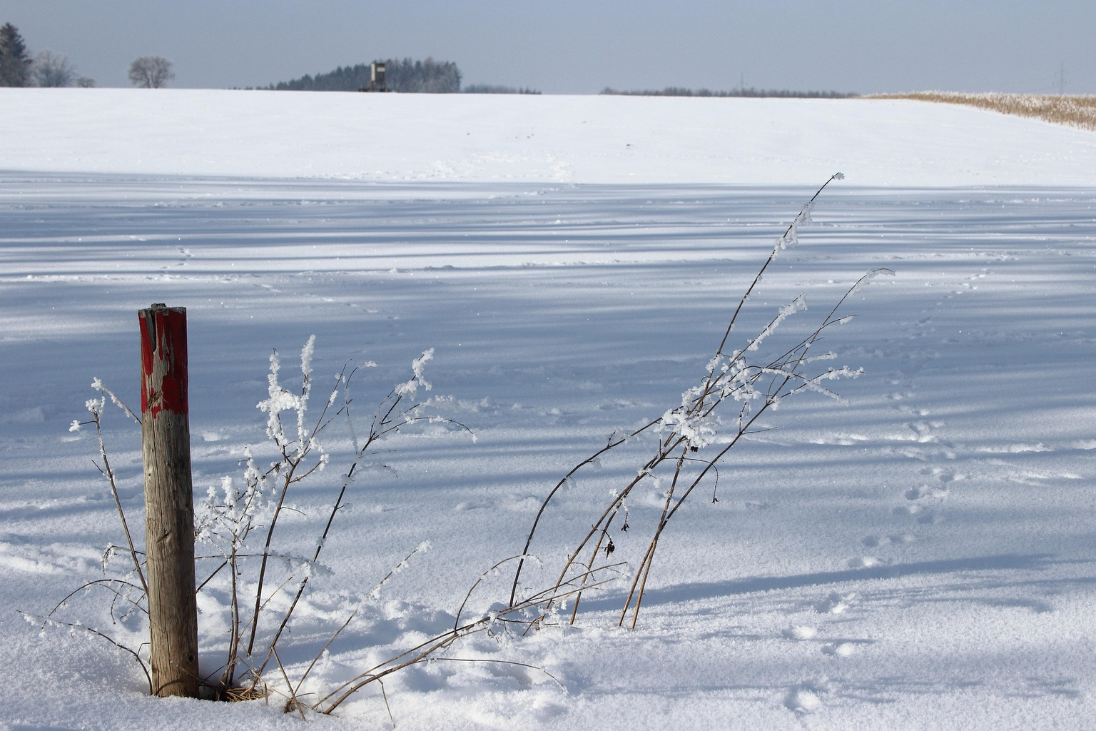 Guided Snowshoe Hike – Winter Wildlife in Gryon