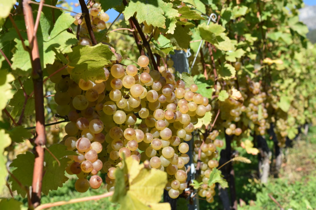 Des grappes de raisins du Domaine Dillet à Yvorne prenant le soleil.