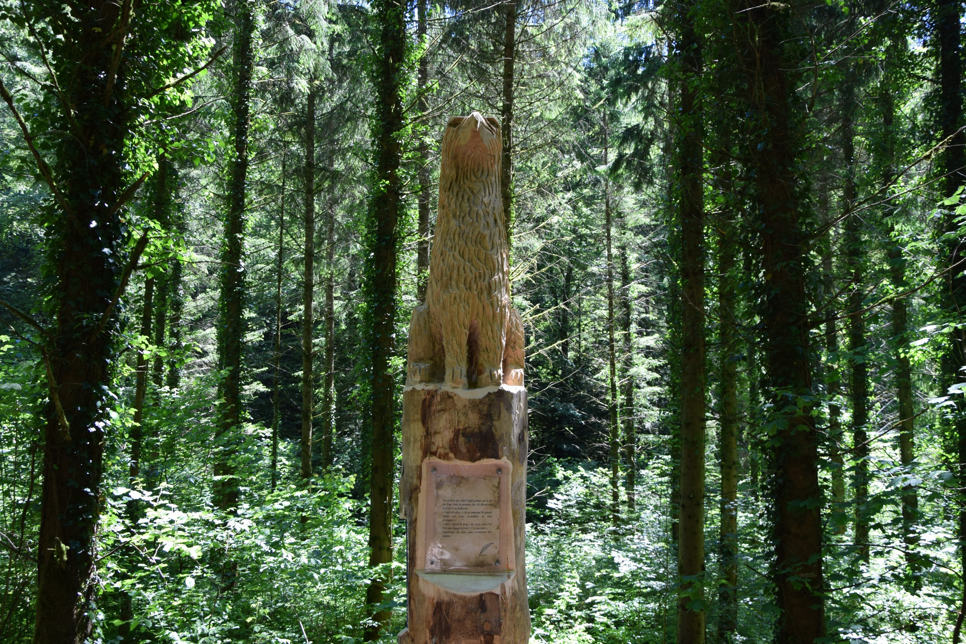 Aigle-Loup Trail - Sommer - Aigle