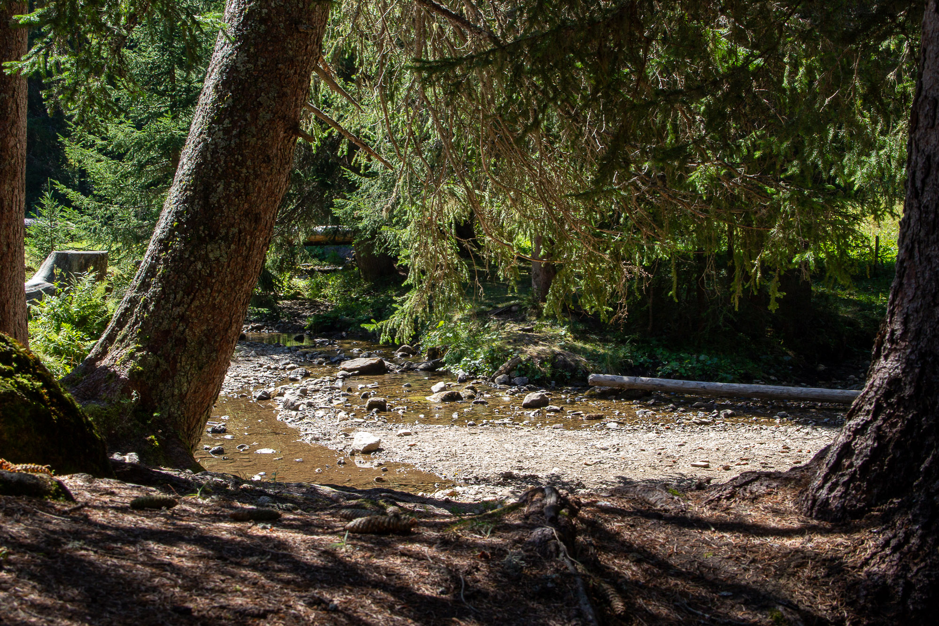 Les cours d'eau serpentent doucement à travers la forêt