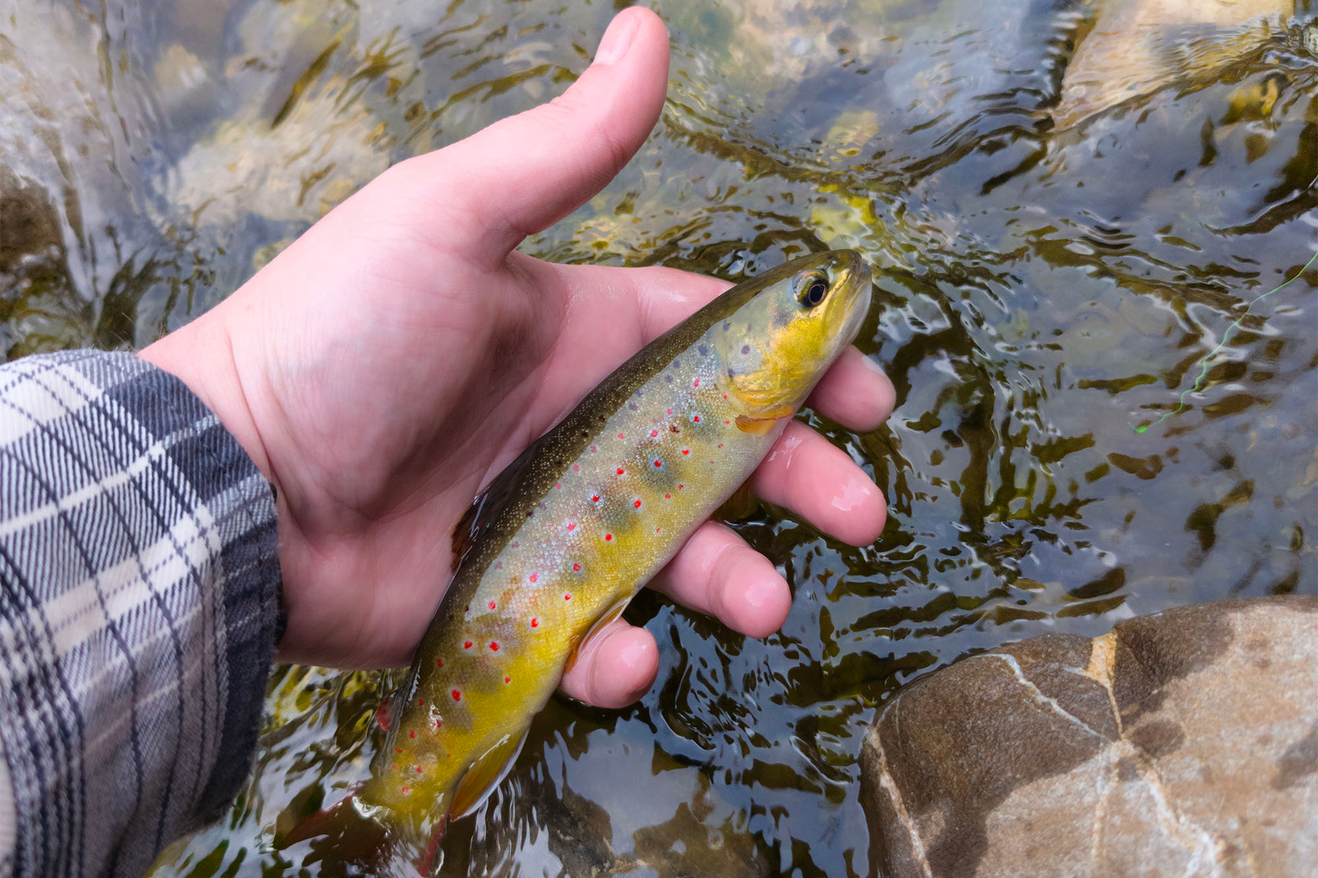 Eine Fario-Forelle, gefangen in einem Fluss von Les Mosses