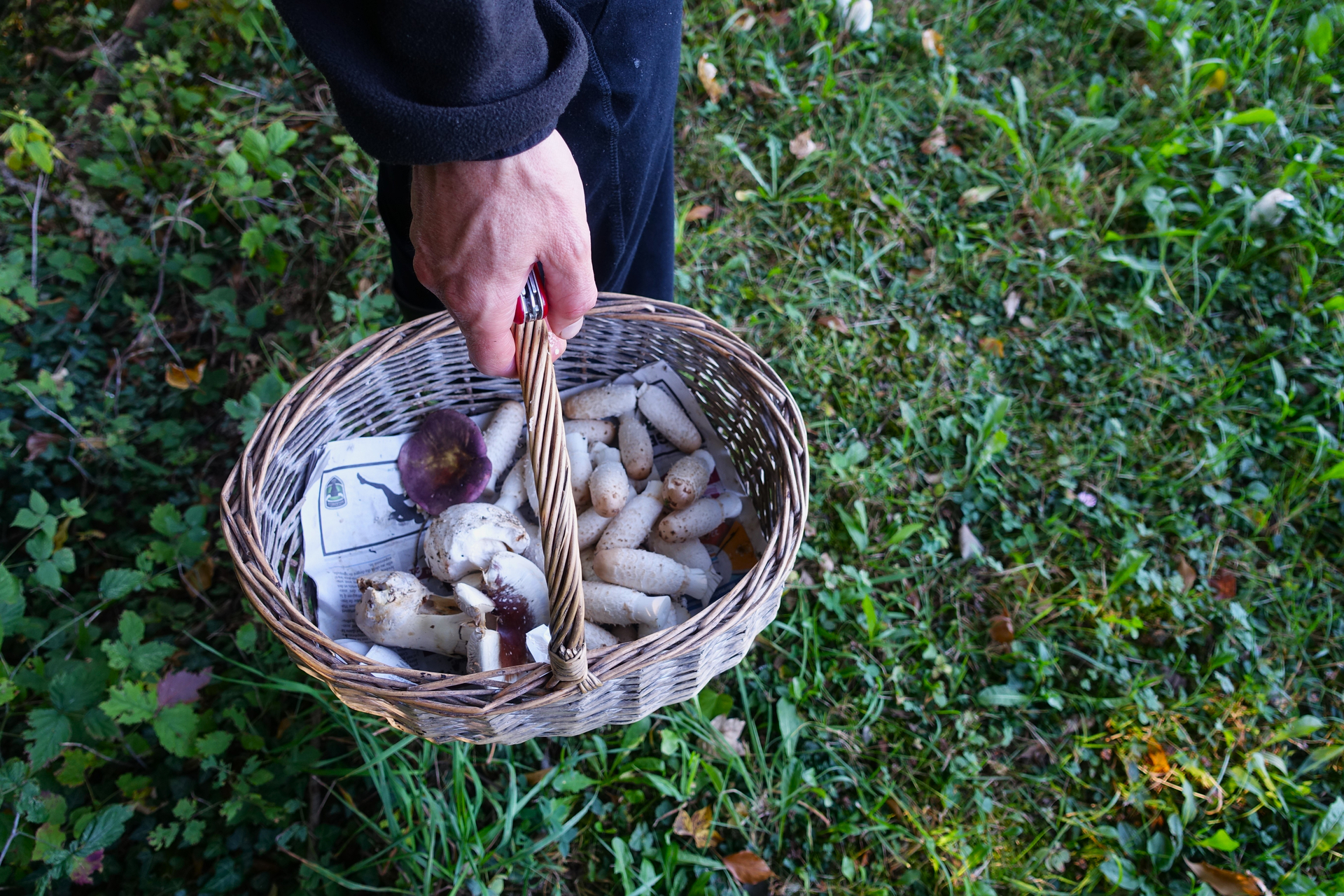Leysin Mushroom Walk 2026