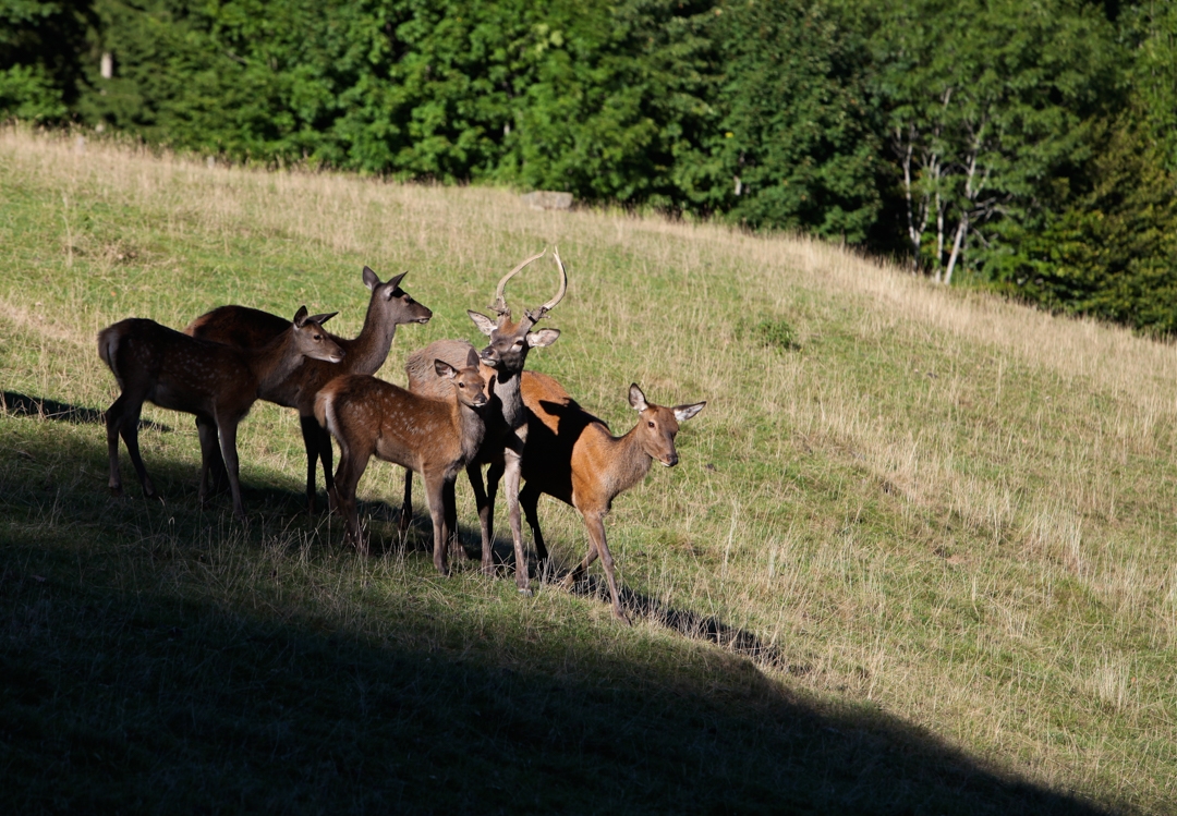 Parc à biches - été - Leysin