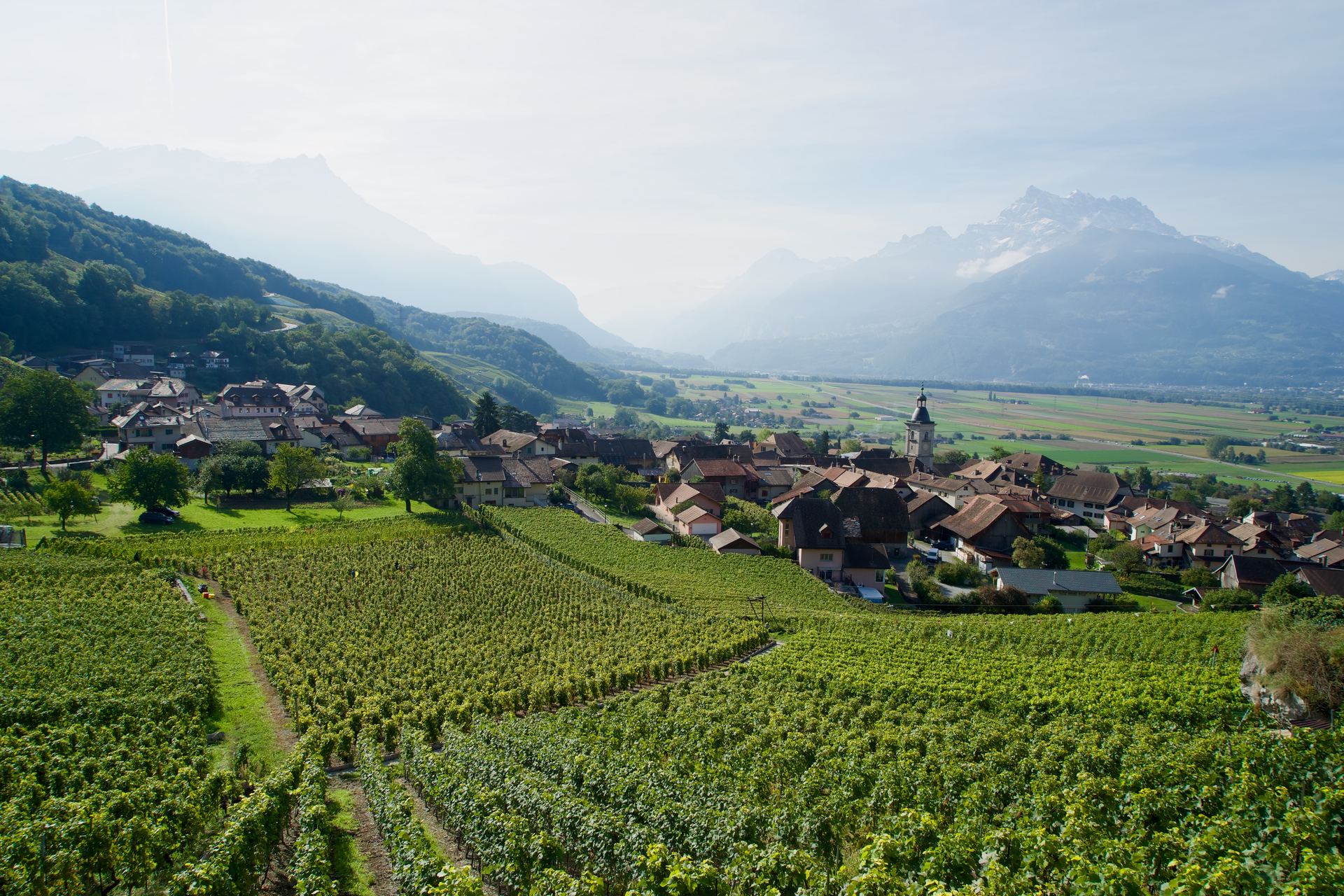 Le vignoble d'Ollon