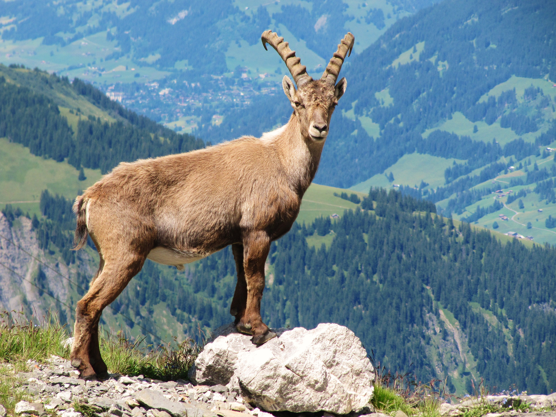 © Cabane Diablerets