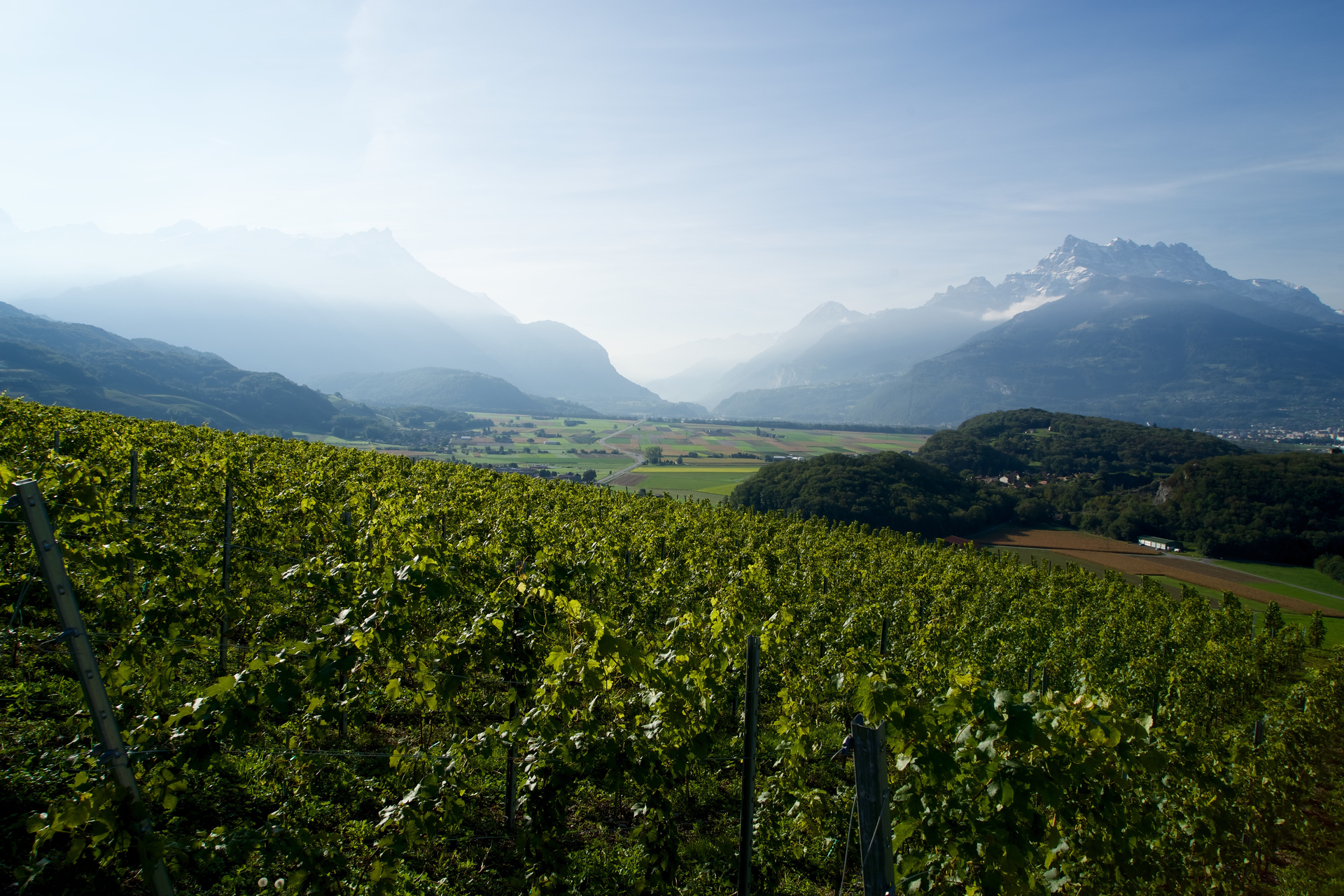 Balade dans le vignoble - Ollon