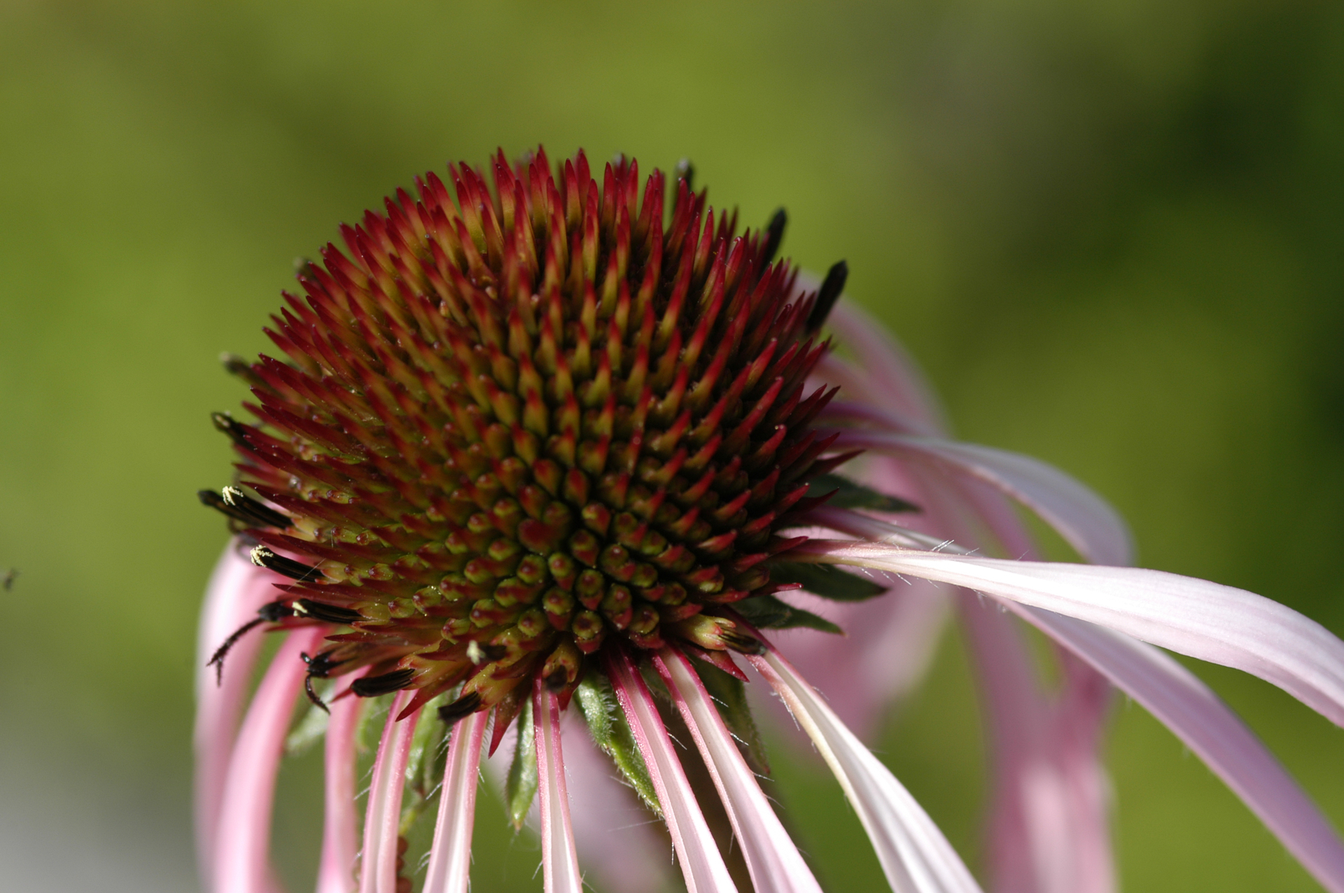 Fleur