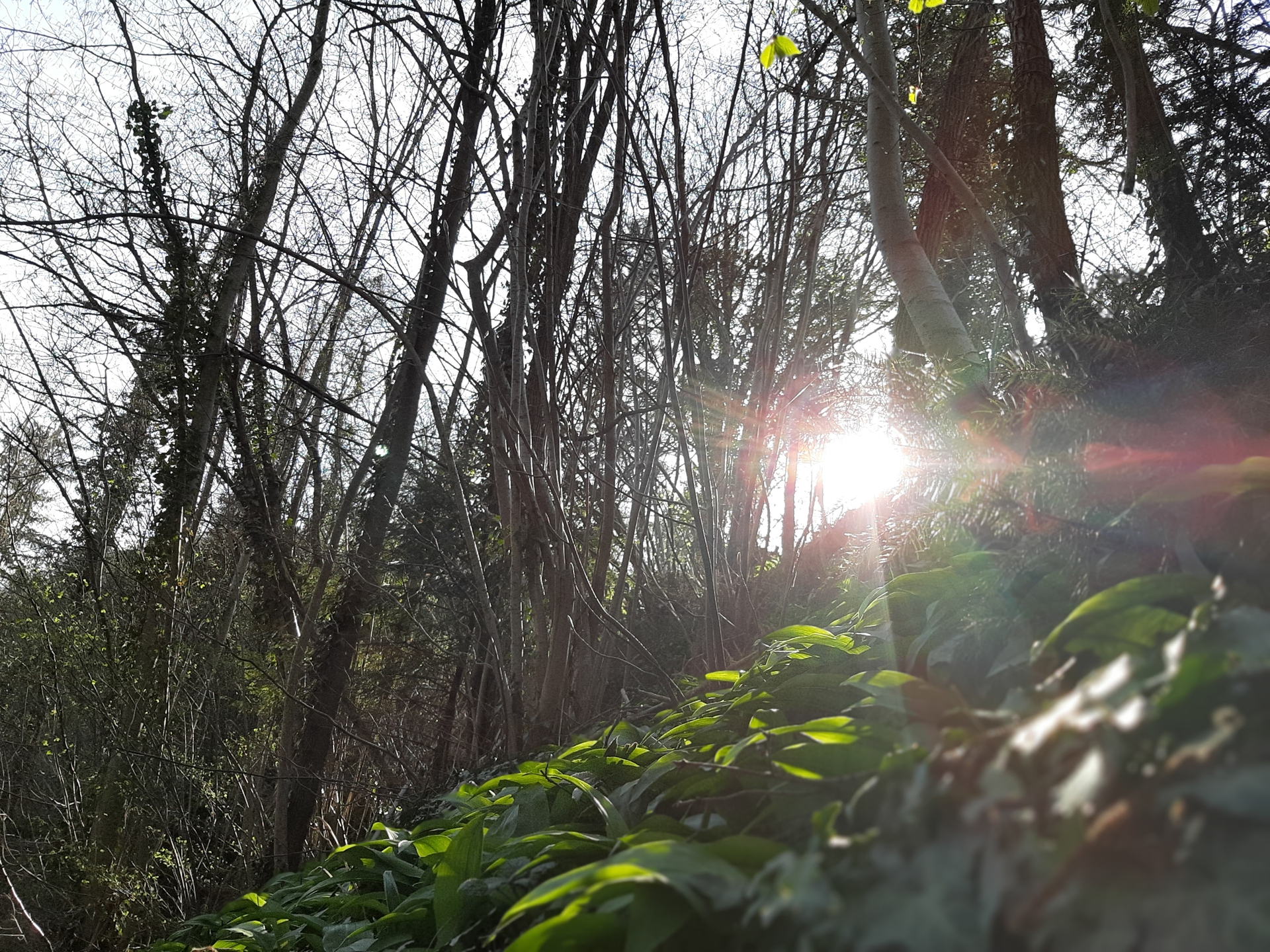 La forêt des Monts-sur-Bex