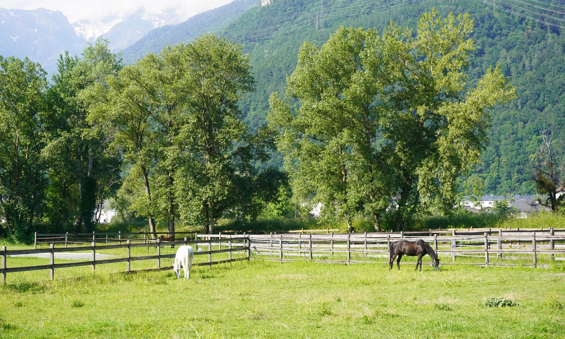 chevaux au parc - Bex - été- Domaine du Rhône-Bex