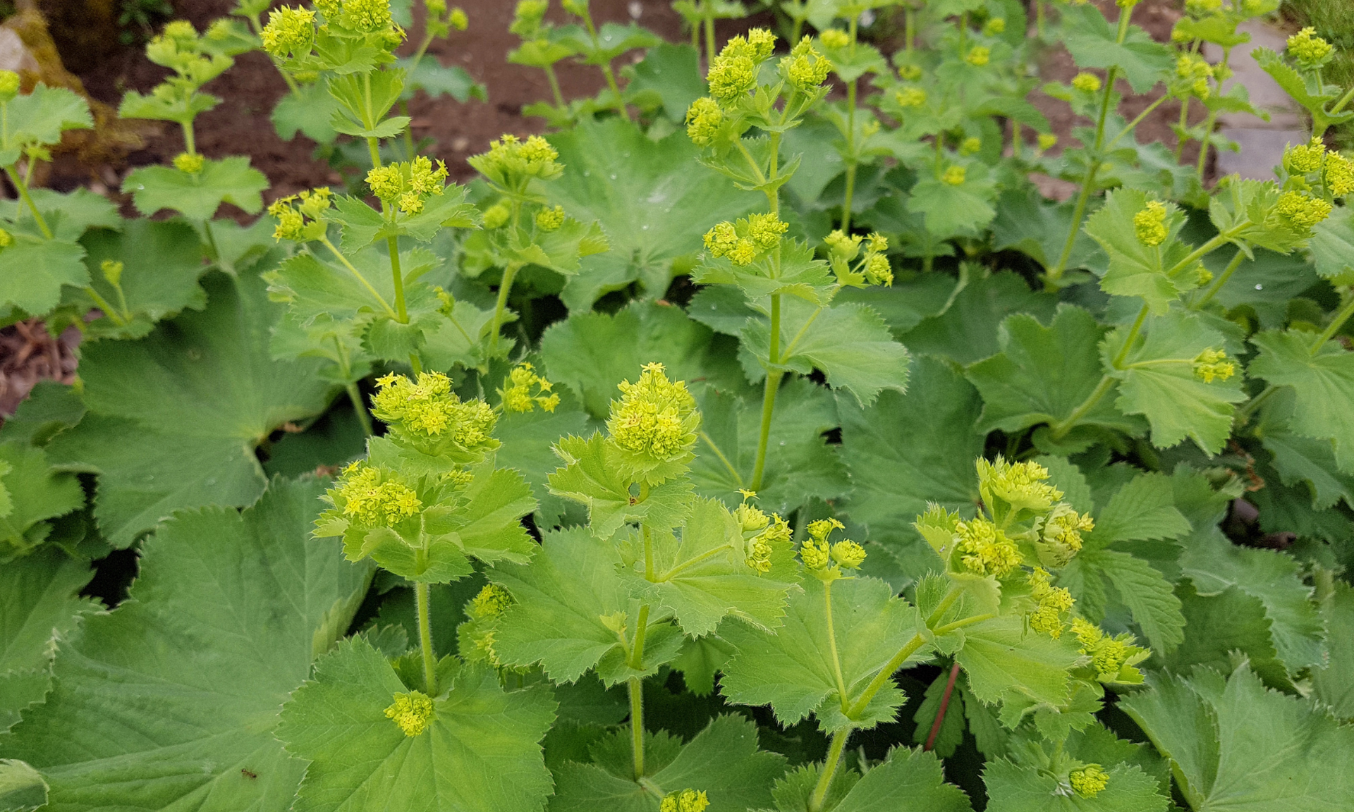 Alchemilla