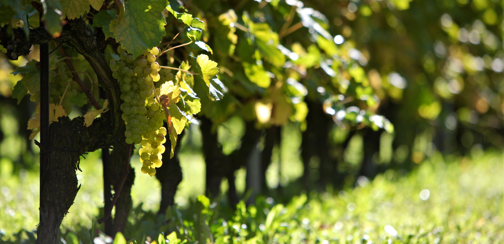 Le Chablais, terre de vins