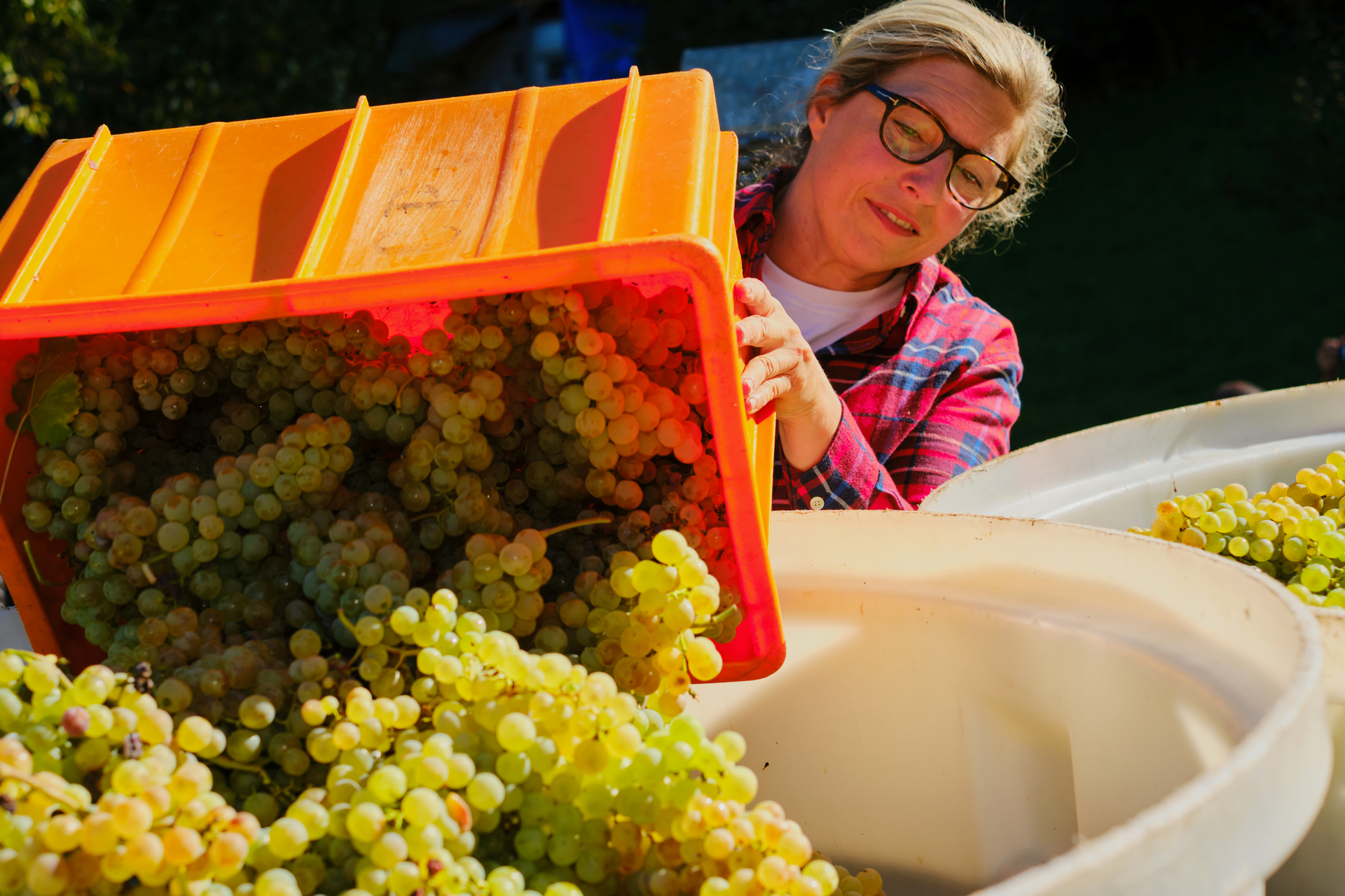 Die Weinlese ist auf der Domaine de la Baudelière in vollem Gange
