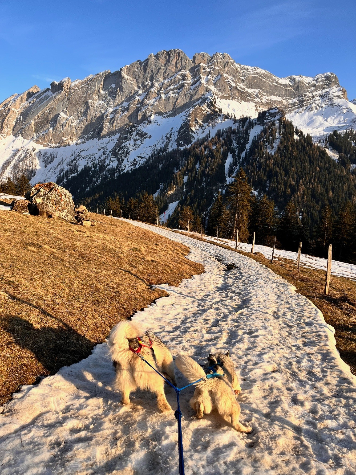 Rafraichissement pour Eden et Alpine sur les derniers chemins enneigés